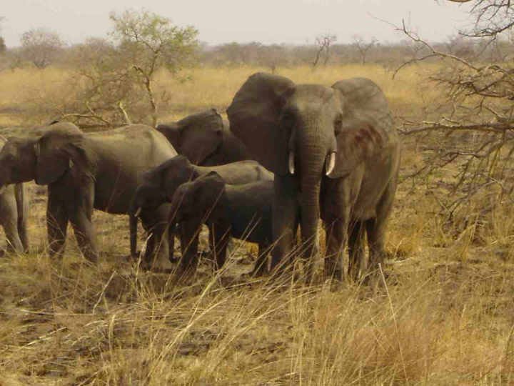 Elephanten Familie
