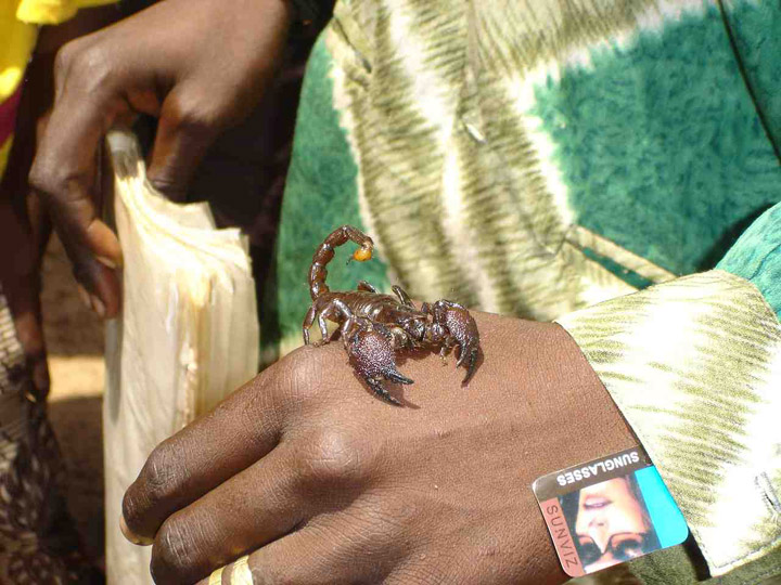 SCORPION