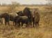 Elephanten Familie